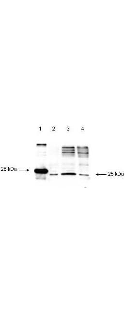 Polyclonal Rabbit anti-Human DIABLO / SMAC Antibody (WB)