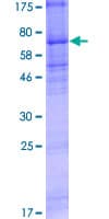 Human CHRNA9 Protein (Recombinant GST)