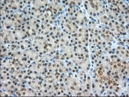 PDE4A / PDE4 Antibody (clone OTI8B7, Carrier-free)