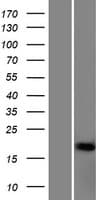 NFE4 / NF-E4 Protein (Over-Expression Lysate Myc-DDK (Flag))