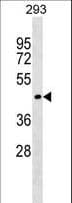 Polyclonal Rabbit anti-Human SERINC1 Antibody (aa353-379, WB)