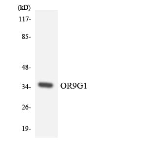 Polyclonal Rabbit anti-Human OR9G1 Antibody (aa148-197, WB)