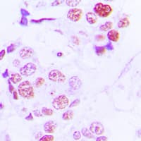 Polyclonal Rabbit anti-Human Histone H4 Antibody (N-Terminus, IHC, IF, WB)