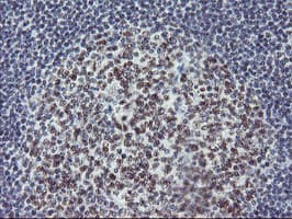 USP7 / HAUSP Antibody (clone OTI3C1)