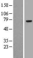 F2 / Prothrombin / Thrombin Protein (Over-Expression Lysate Myc-DDK (Flag))