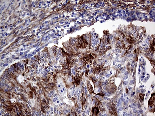 PRODH Antibody (clone OTI2C11, Carrier-free)