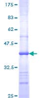 Human POLR2G / RPB7 Protein (Recombinant GST, N-terminus)