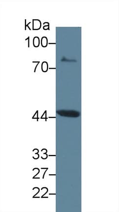IDO1 / IDO Antibody (aa106-190)