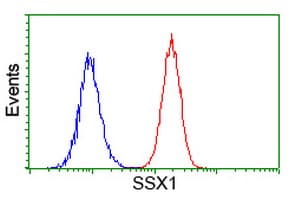 SSX1 Antibody (clone OTI1E10)