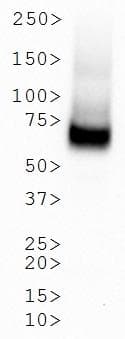 SLC6A3 / Dopamine Transporter Antibody (N-Terminus, clone mAb16)
