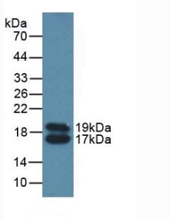 APOC4 / Apolipoprotein CIV Antibody (aa28-124, PE)
