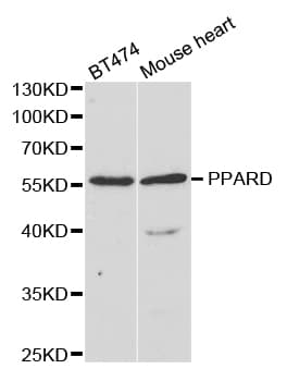 PPARD / PPAR Delta Antibody