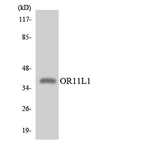 Polyclonal Rabbit anti-Human OR11L1 Antibody (aa189-238, WB)