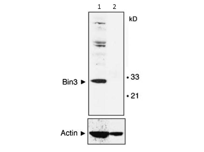 BIN3 Antibody (clone 3A4)