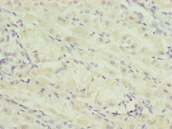 TRIM23 Antibody