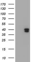 IHC-plus™ GIMAP4 Antibody (clone 1C6)