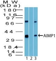 AIMP1 / EMAP II Antibody (aa720-800)
