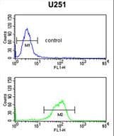 IL5RA / CD125 Antibody (aa49-76)