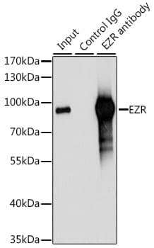 EZR / Ezrin Antibody