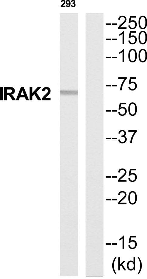 Polyclonal Rabbit anti-Human IRAK2 / IRAK-2 Antibody (WB)