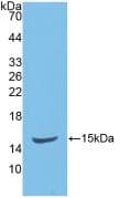 NOS3 / eNOS Antibody (aa519-702)