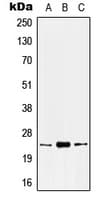 KLK8 / Kallikrein 8 Antibody (N-Terminus)