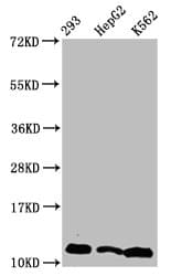 HIST1H4I Antibody
