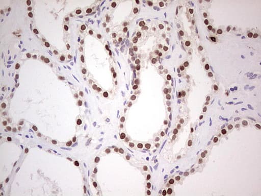 NKX3-1 Antibody (clone OTI4B4, Carrier-free)