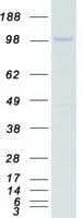 Human MASTL / GW Protein (Recombinant Myc-DDK (Flag))
