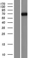 PDE4C Protein (Over-Expression Lysate Myc-DDK (Flag))