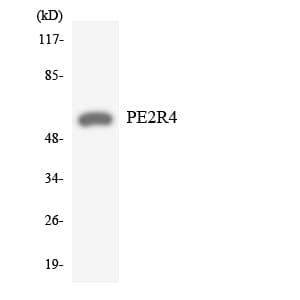 PTGER4 / EP4 Antibody (aa313-362)