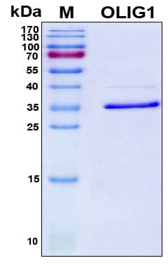 Human OLIG1 Protein (Recombinant 6His, N-terminus)