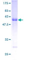 Human RGS19 Protein (Recombinant GST)