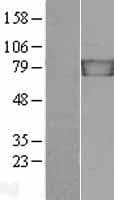 JUP/CTNNG/Junction Plakoglobin Protein (Over-Expression Lysate Myc-DDK (Flag))