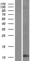 DEFB4A / BD-2 Protein (Over-Expression Lysate Myc-DDK (Flag))
