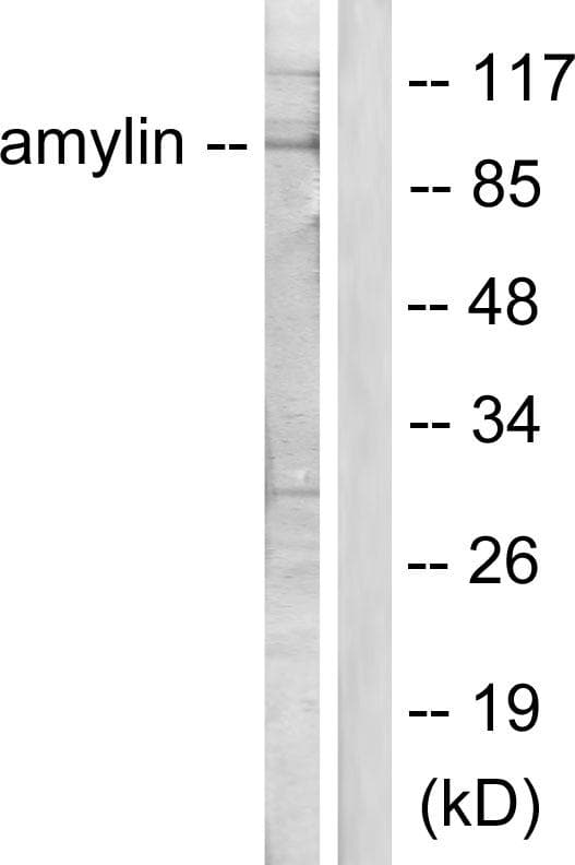 IAPP / Amylin Antibody