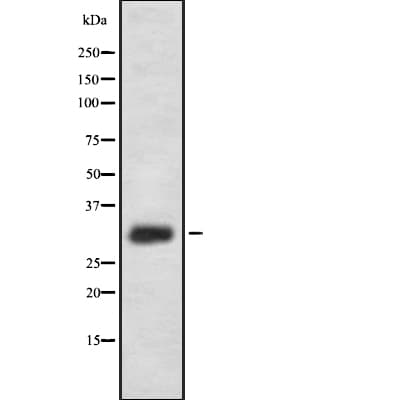 IL-33 Antibody