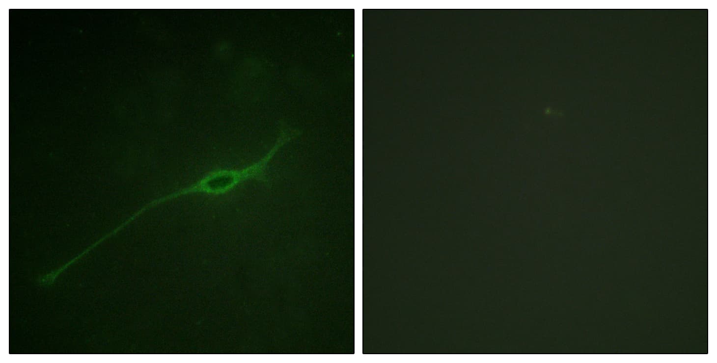 STX1A / Syntaxin 1A Antibody (phospho-Ser14)