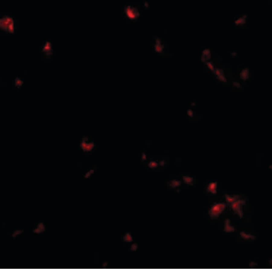IHC-plus™ SAE2 / UBA2 Antibody