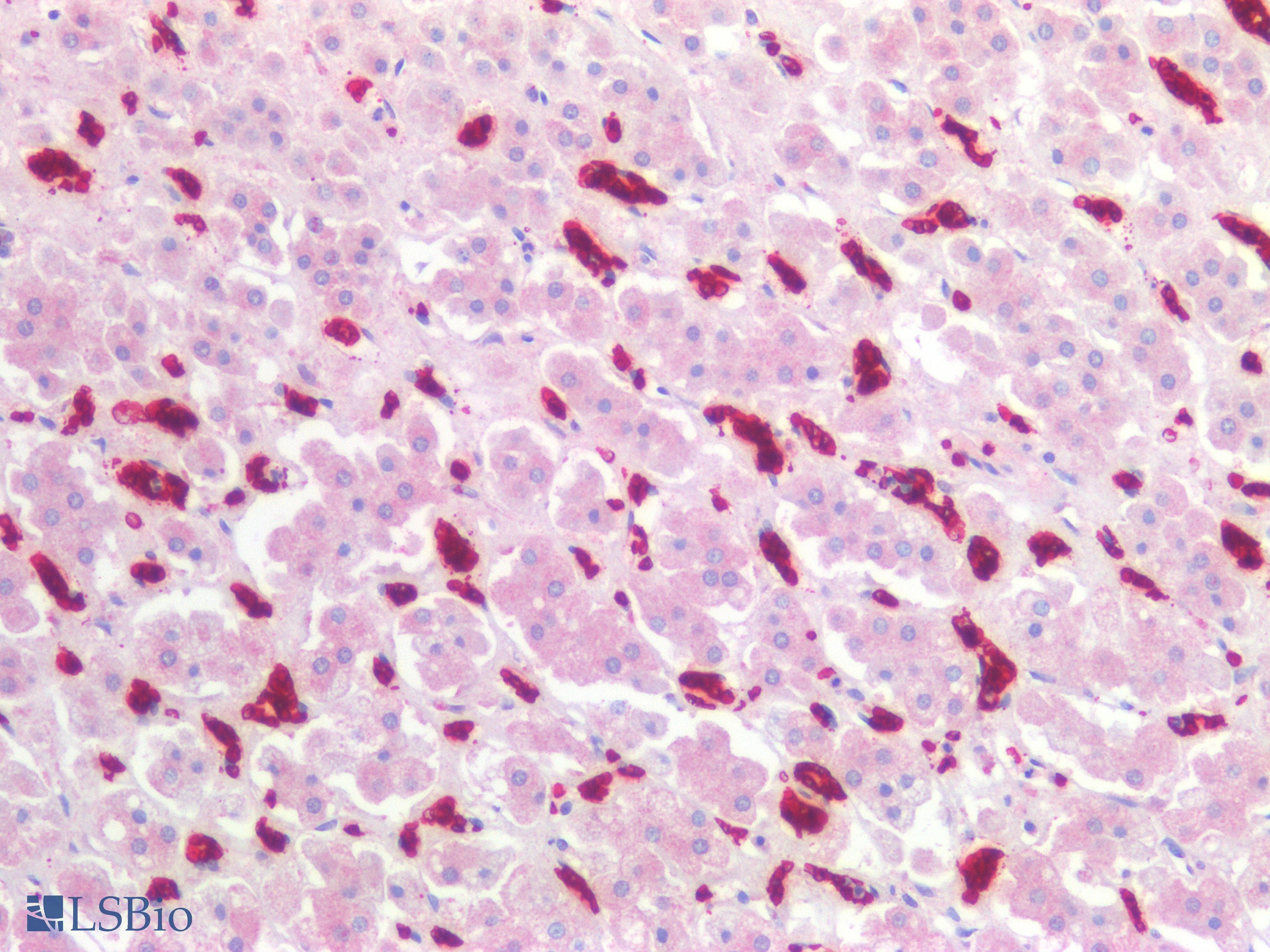 PathPlus™ GYPA / CD235a / Glycophorin A Antibody (aa1-50, clone JC159)