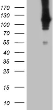 APBB1IP / RIAM Antibody (clone OTI5B3)