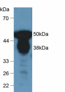 Pepsin Antibody (Full length protein)