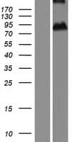 ASPIC1 / CRTAC1 Protein (Over-Expression Lysate Myc-DDK (Flag))