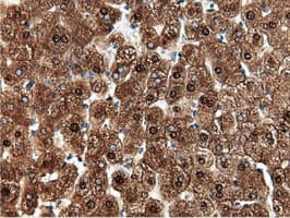 NT5DC1 Antibody (clone OTI2H8)