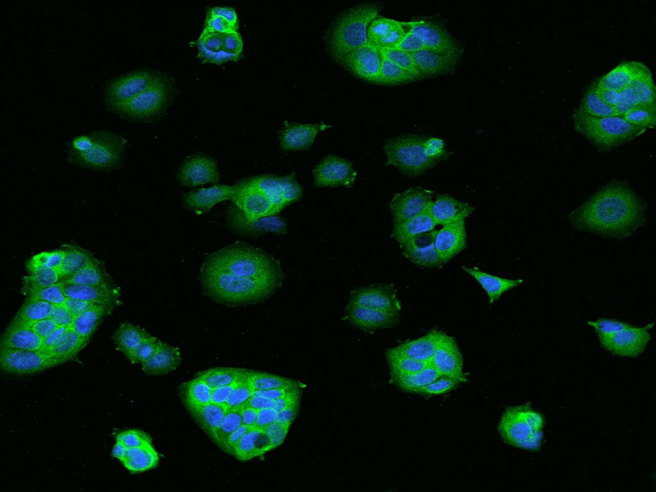 Polyclonal Rabbit anti-Human MAP2K2 / MKK2 / MEK2 Antibody (IF, WB)