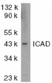 IHC-plus™ Polyclonal Rabbit anti-Mouse DFFA / ICAD / DFF45 Antibody (IHC, IF, WB)