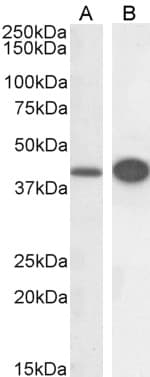 IHC-plus™ DAP3 Antibody (aa387-398)