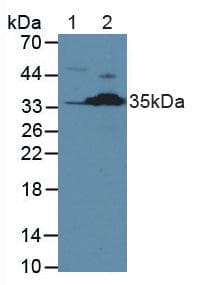 CASP2 / Caspase 2 Antibody (aa170-325)