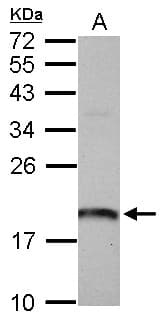 ARL1 Antibody