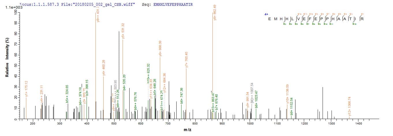 Yellow Fever Virus Genome polyprotein (Recombinant 10His-GST, N-terminus + Myc, C-terminus)